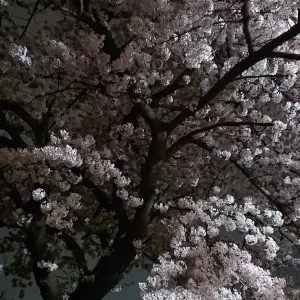 桜（江戸川区一之江７丁目　事務所のそば）のサムネイル